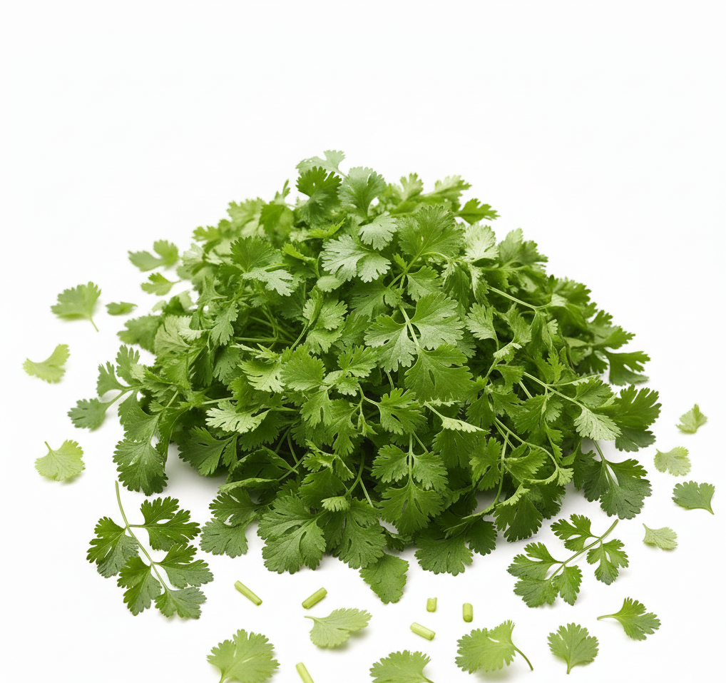 Coriander (Dhana)