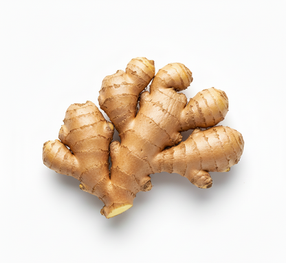 Ginger (Adu)